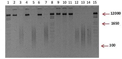 Effect of Fragmented DNA From Plant Pathogens on the Protection Against Wilt and Root Rot of Capsicum annuum L. Plants